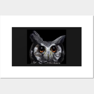 White-faced owl Posters and Art